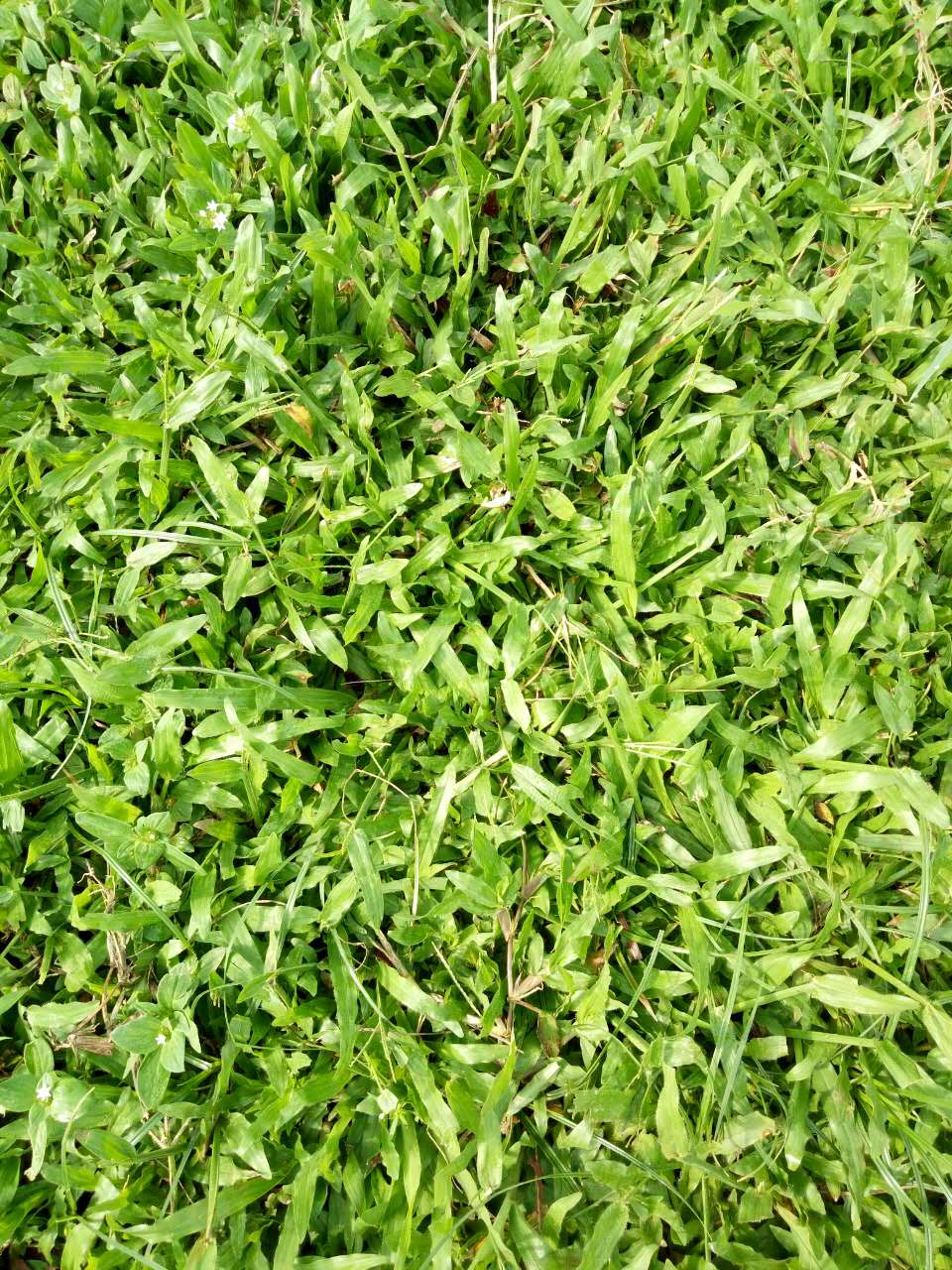 供應(yīng)海南三亞夏威夷草，大葉油草，臺(tái) 海南大葉油草坪草卷批發(fā)