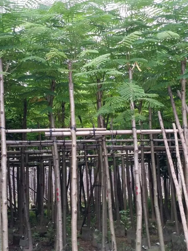 供應用于美化風景樹的鳳凰木.
