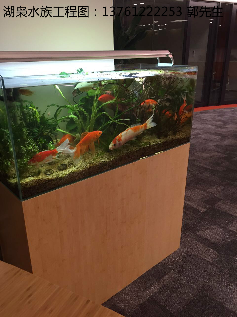 飼養(yǎng)熱帶魚魚缸 熱帶魚觀賞魚缸廠家  飼養(yǎng)熱帶魚生態(tài)魚缸