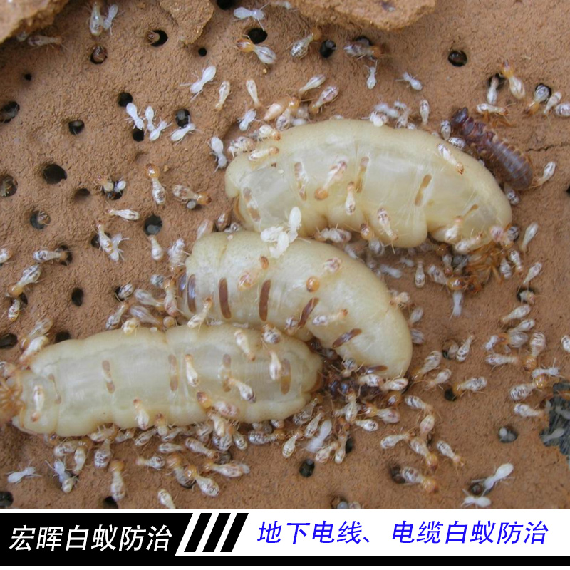 廣州宏暉白蟻防治工程 地下電線電纜白蟻防治 藥物處理滅治白蟻