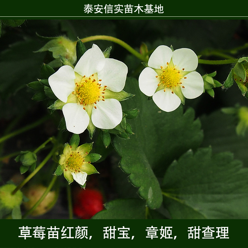 草莓苗紅顏，甜寶，章姬，甜查理 草莓種苗 紅顏草莓苗 章姬草莓苗