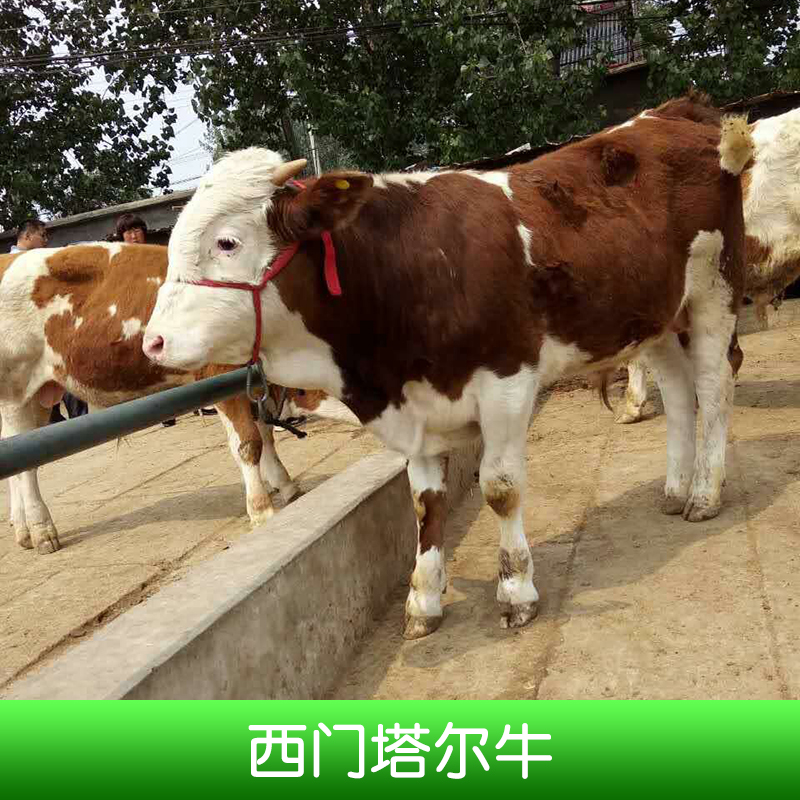 西門塔爾牛養(yǎng)殖、西門塔爾牛犢、改良西門塔爾牛、西門塔爾牛小牛、西門塔爾牛價(jià)錢