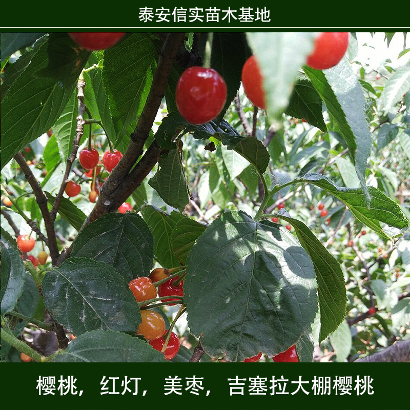 櫻桃 吉塞拉大棚櫻桃 櫻桃樹苗 車?yán)遄訖烟颐?紅燈櫻桃 美早櫻桃