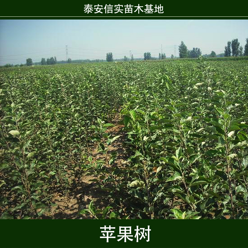 蘋果樹 矮化蘋果樹 蘋果樹苗木 蘋果樹苗 果樹苗木 柱狀蘋果樹