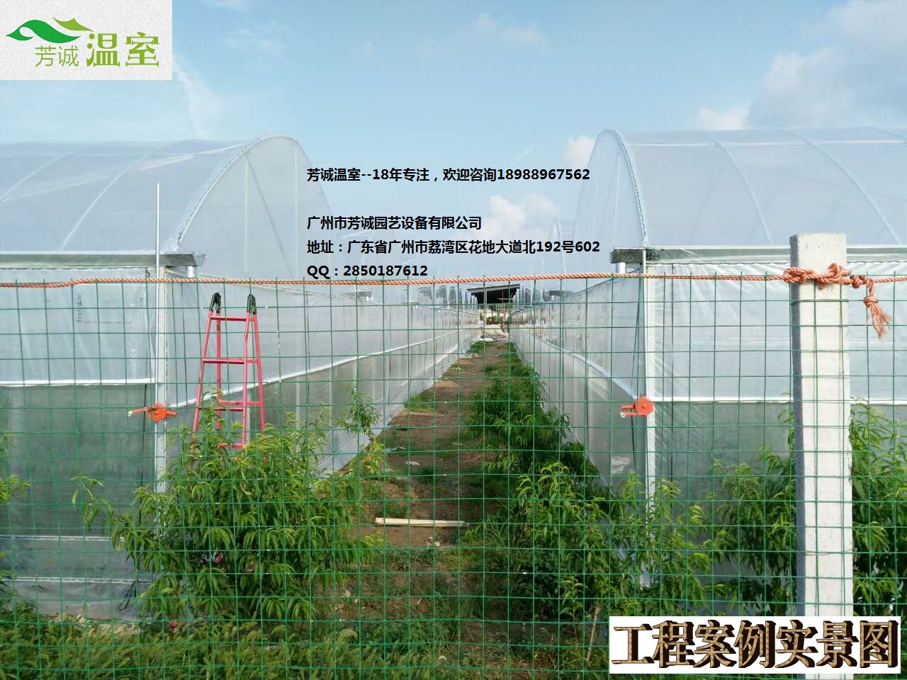 供應(yīng)廣東鐵皮石斛大棚 簡易大棚/溫室大棚/蔬菜大棚/育苗棚