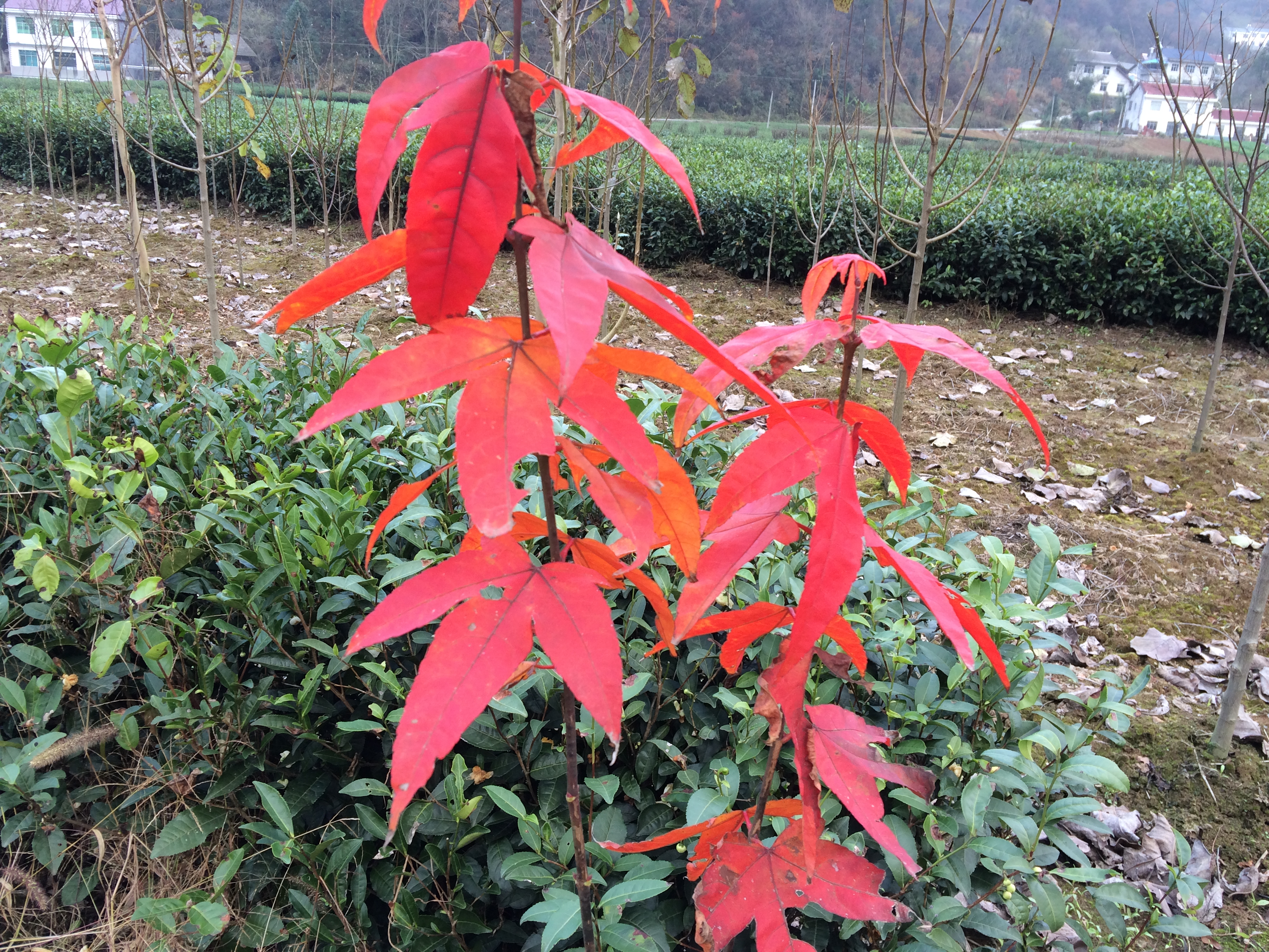 供應青楓小苗青楓雞爪槭槭樹科槭屬