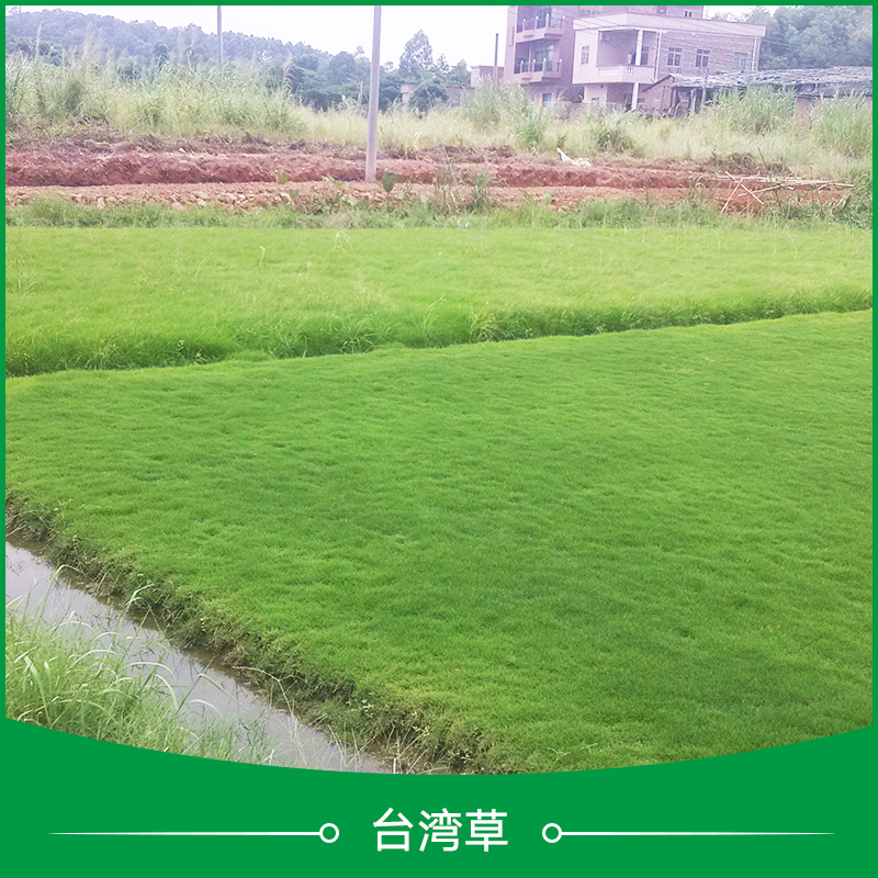 臺(tái)灣草  hiabao 細(xì)葉結(jié)縷草草坪  細(xì)葉結(jié)縷草草坪 臺(tái)灣細(xì)葉結(jié)縷草