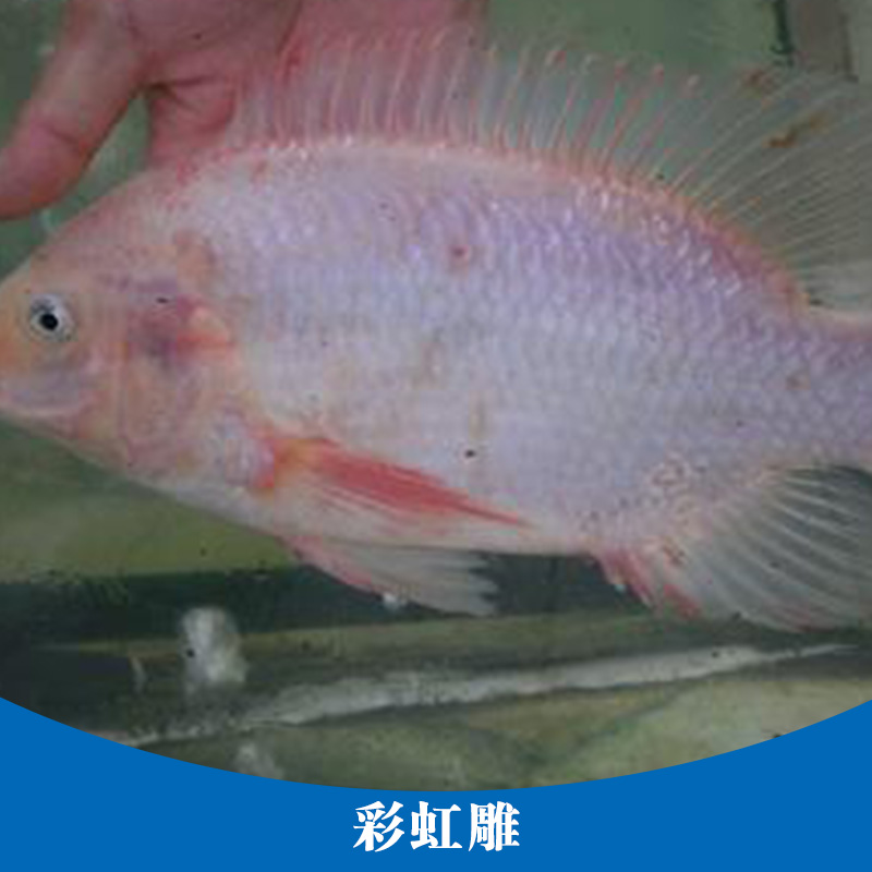 彩虹雕 專業(yè)養(yǎng)殖紅羅非魚 紅色羅非魚苗苗種 彩虹鯛魚養(yǎng)殖場