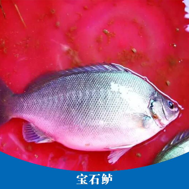 寶石鱸養(yǎng)殖 寶石斑魚魚苗 水產(chǎn)養(yǎng)殖場 寶石鱸魚養(yǎng)殖 寶石鱸魚苗