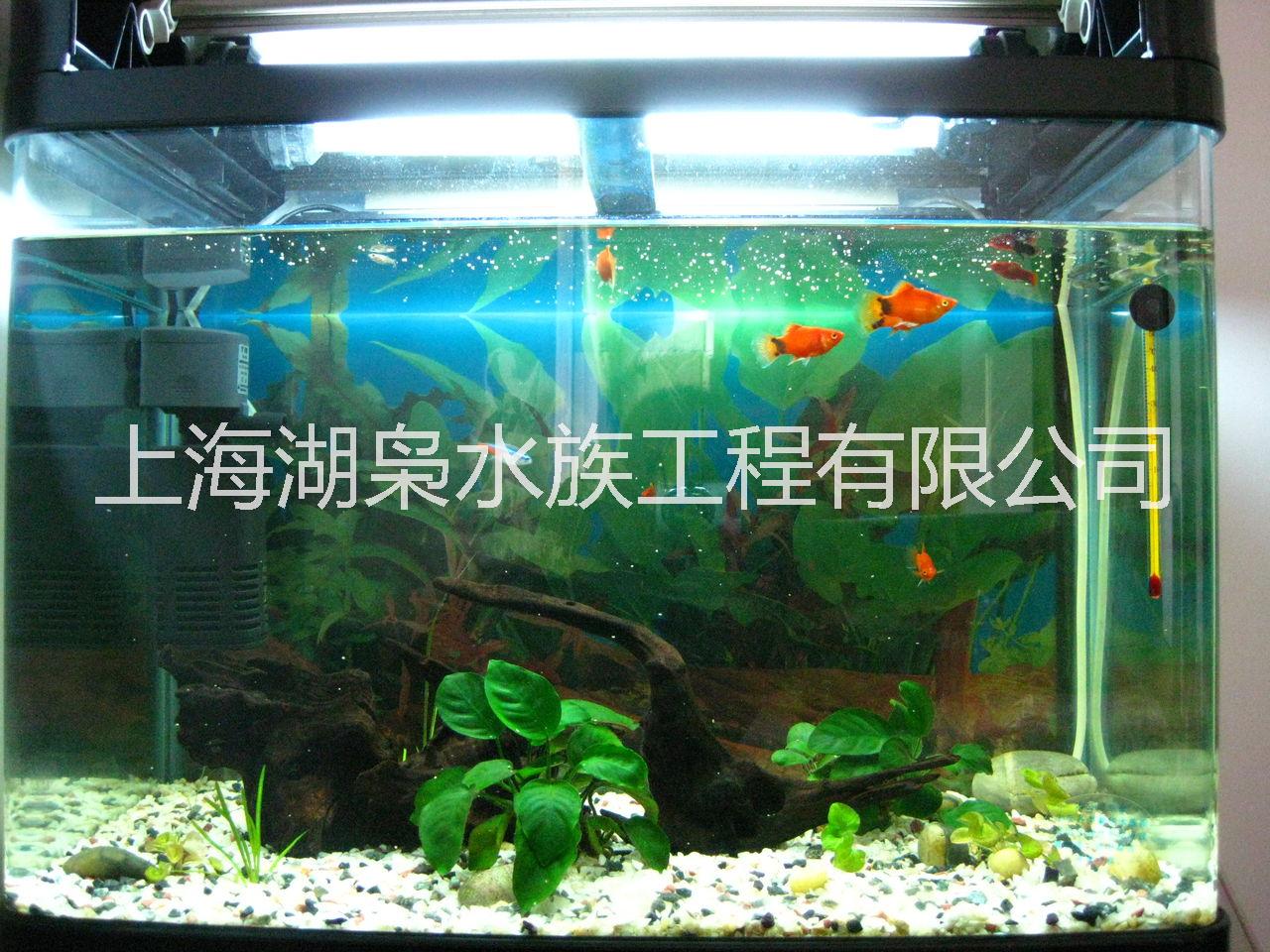飼養(yǎng)熱帶魚魚缸 熱帶魚觀賞魚缸廠家  飼養(yǎng)熱帶魚生態(tài)魚缸