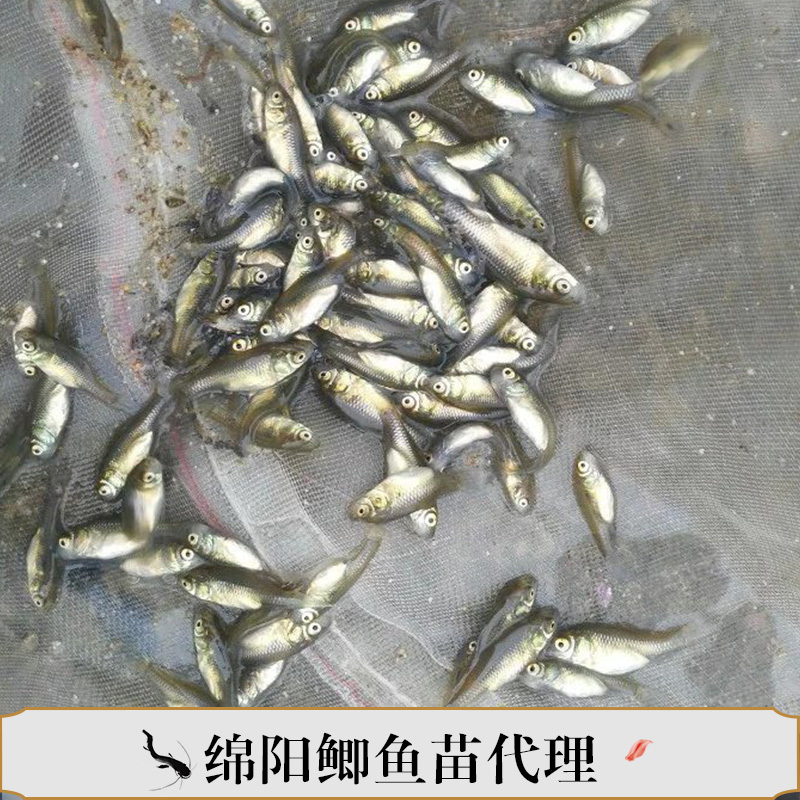 綿陽鯽魚苗代理 鯽魚苗供應商 綿陽鯽魚養(yǎng)殖 綿陽大白鯽魚苗