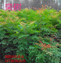 河南品種最全的欒樹綠化苗基地