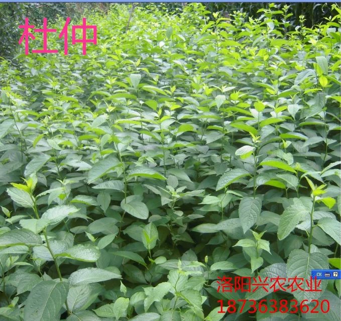 河南哪里有杜仲種植基地 杜仲綠化苗木批發(fā)