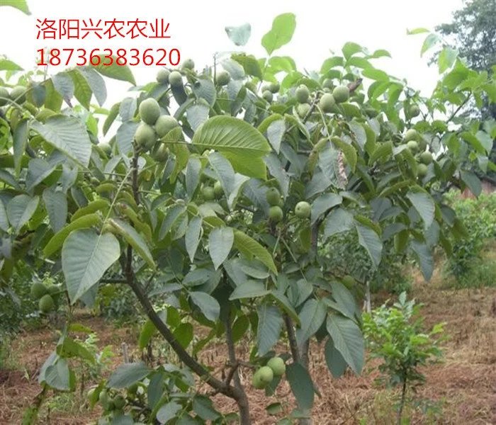 河南品種最全的遼核核桃苗基地