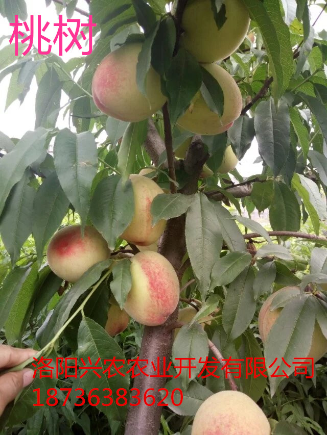 河南品種最全的桃樹苗批發(fā)基地  河南*綠化苗批發(fā)基地