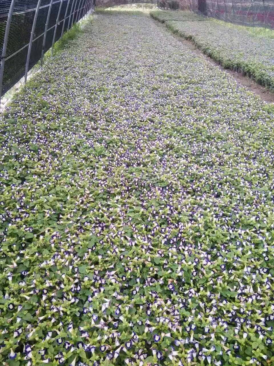 周至草花、周至草花批發(fā)、周至草花基地