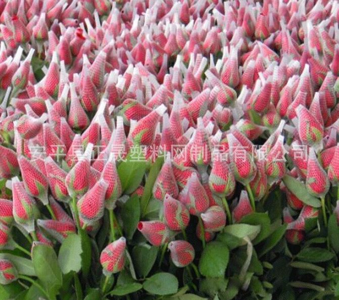 供應(yīng)用于包裝網(wǎng)的廠家批發(fā)玫瑰花包花網(wǎng)套 月季花網(wǎng)