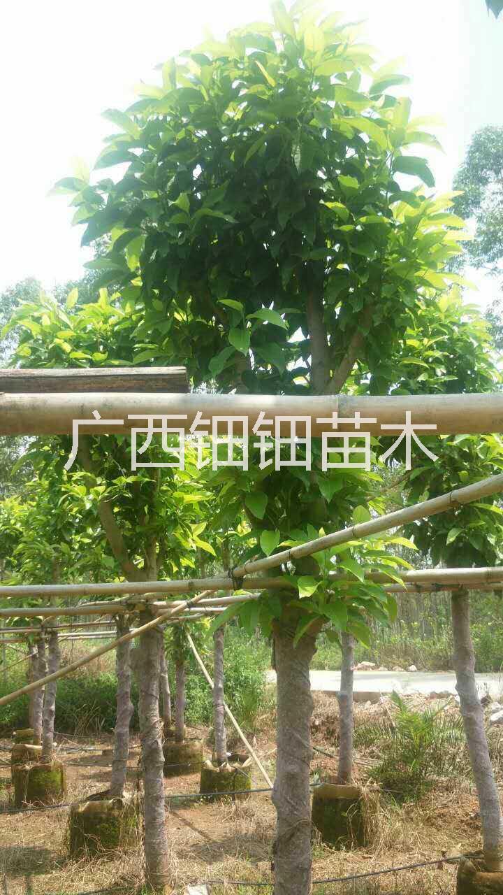 供應(yīng)黃葛蘭種植技術(shù)_廣西黃葛蘭_廣西黃葛蘭批發(fā)價(jià)_黃葛蘭種植基地