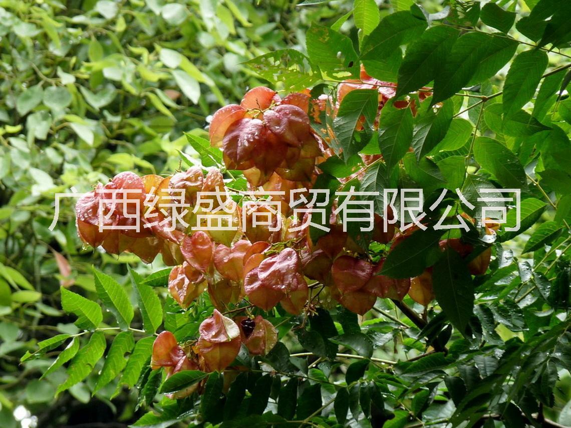 供應(yīng)復(fù)羽葉欒樹小苗及種子