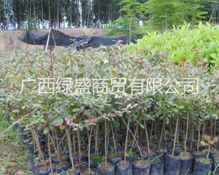 供應(yīng)小葉欖仁小苗及種子