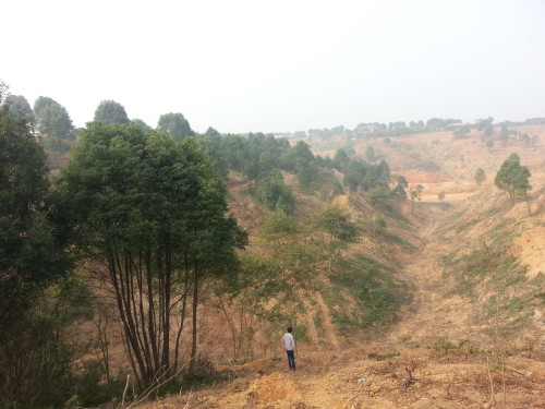 湖北紅東園林供應(yīng)多桿叢生香樟、多桿香樟