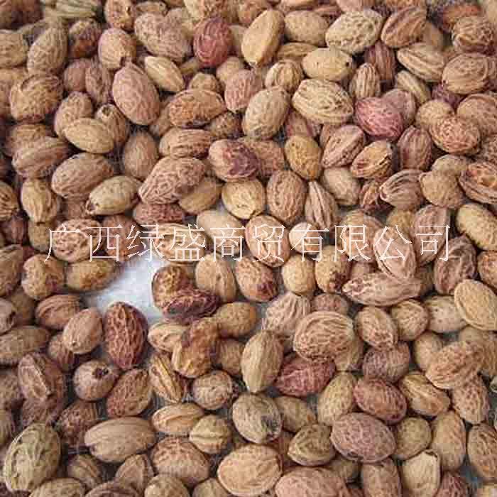 供應(yīng)冬櫻花小苗及種子