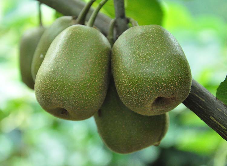 紅陽紅心獼猴桃網(wǎng)絡(luò)訂購配送 水果配送