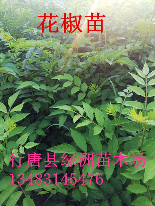 河北省哪里有大紅袍花椒樹苗批發(fā)的