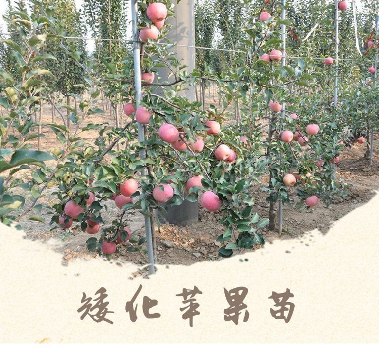矮化蘋果苗栽培技術(shù)管理 矮化蘋果苗