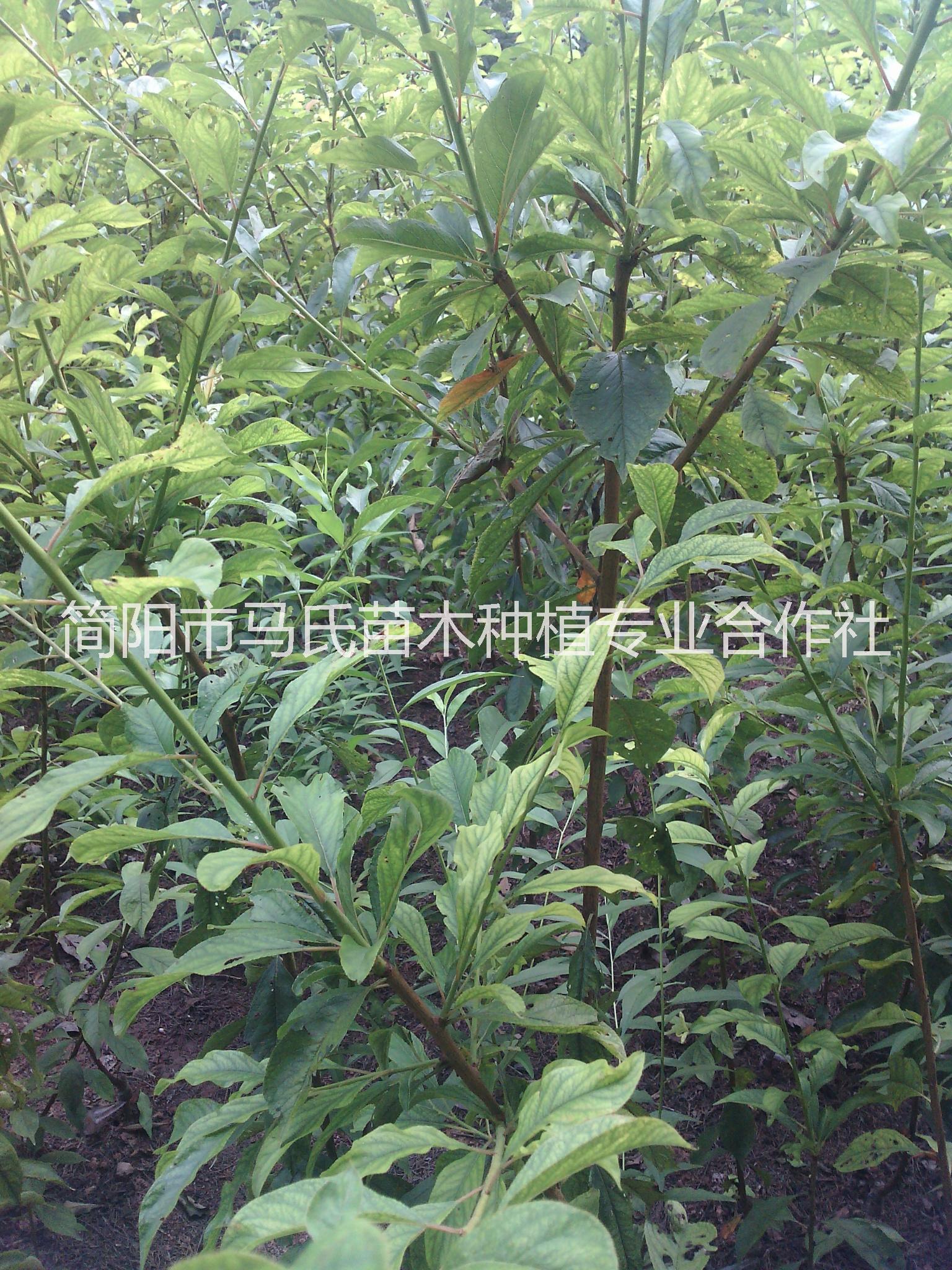 四川晚熟嫁接脆紅李苗批發(fā)價格/李子苗種植基地