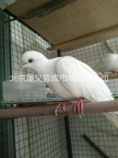 魔術(shù)鴿 白* 白*出售