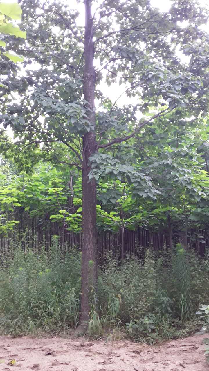 供應(yīng)楸樹(shù)小苗，大梓樹(shù)，小苗