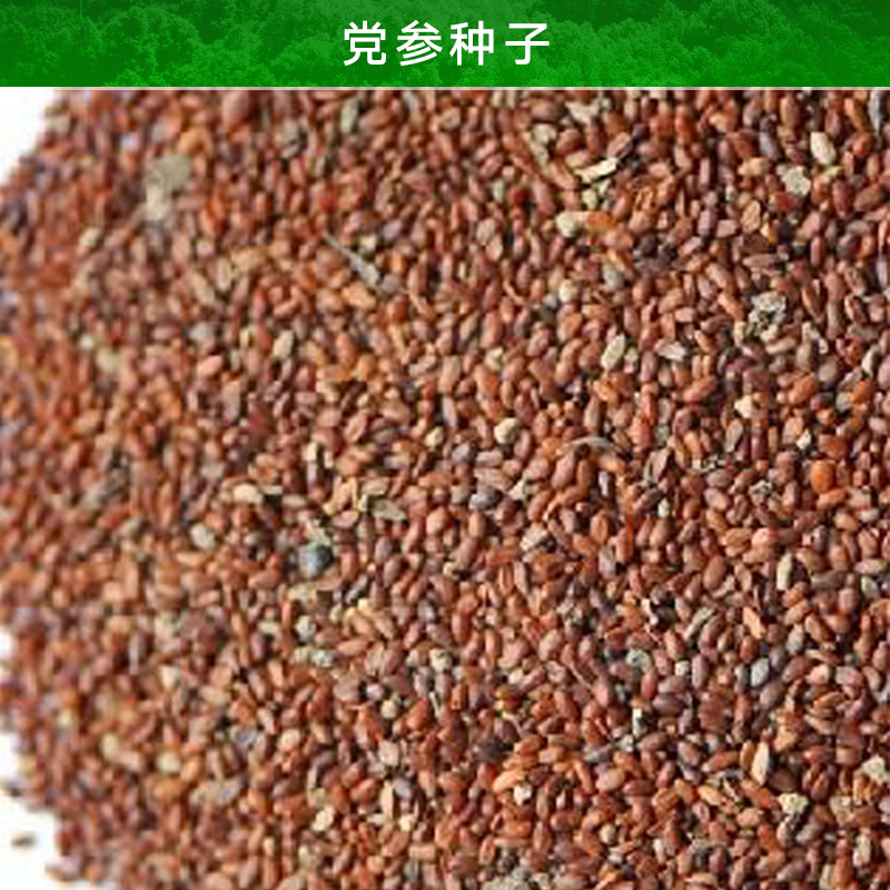 昭通黨參種子產(chǎn)品 藥材種子 丹參種子 輪葉黨參種子 中藥材種子廠家報(bào)價(jià)