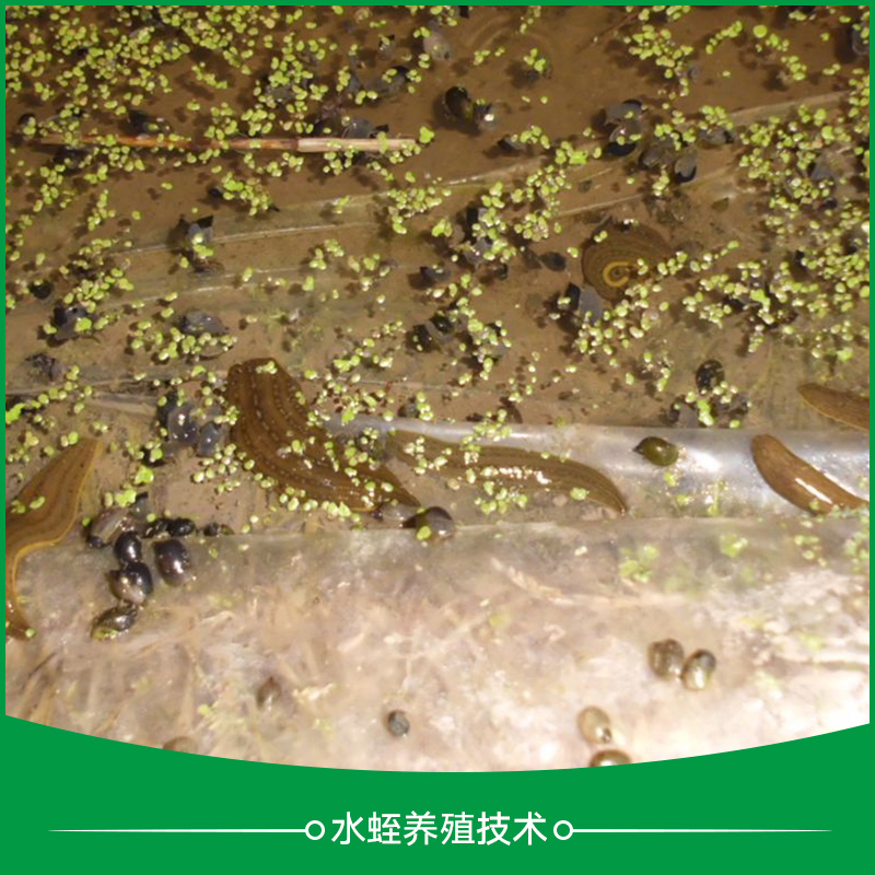 蕭山水蛭養(yǎng)殖技術(shù)_水蛭養(yǎng)殖技術(shù)_水蛭養(yǎng)殖_水蛭養(yǎng)殖*網(wǎng)箱