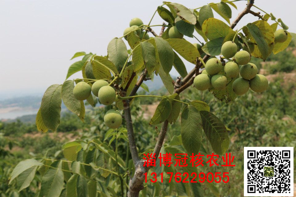 核桃苗，核桃樹(shù)苗，薄皮核桃苗，山東淄博核桃苗批發(fā)廠家