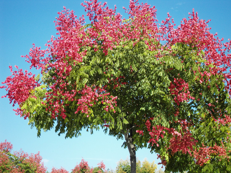 河南品種最全的欒樹綠化苗基地