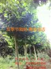 北京苗木20公分法桐價格 北京20公分法桐價格