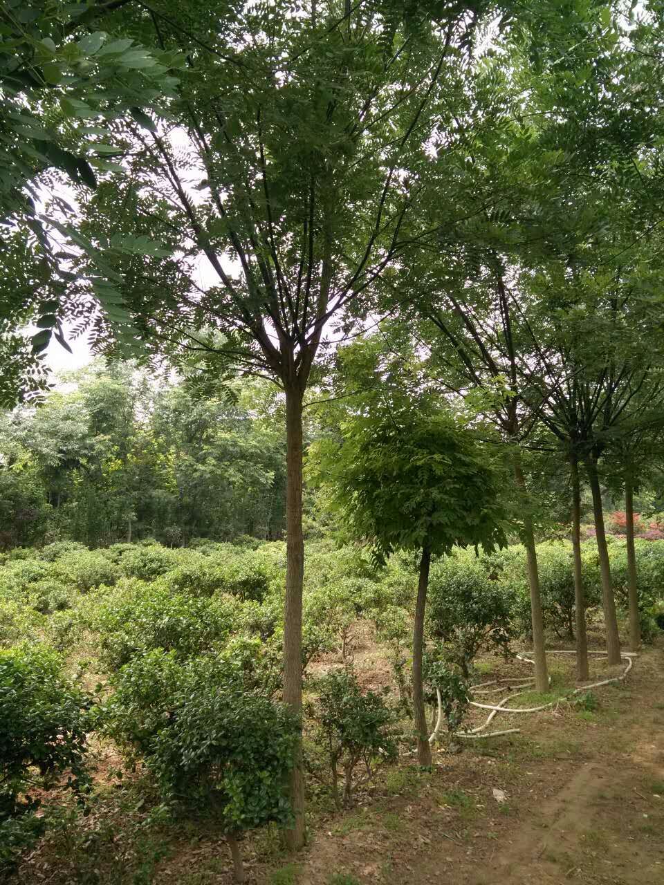 河南國槐樹批發(fā)價格