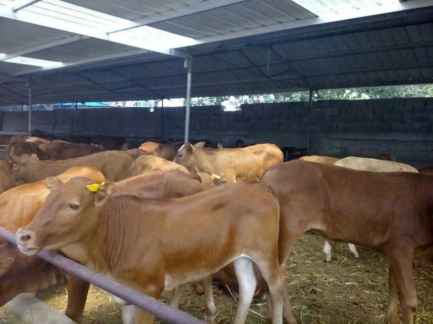 南通畜牧養(yǎng)殖加盟肉牛利潤分析肉牛市場行情