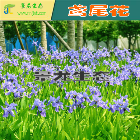 花卉種子 蛇目菊 百日草 孔雀草 野菊 波斯菊 產(chǎn)地批發(fā)