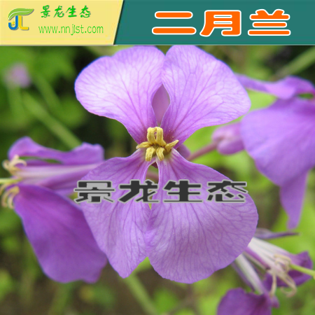 花卉種子批發(fā) 波斯菊 金盞菊 矢車菊 二月蘭 硫華菊