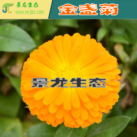花卉種子批發(fā) 波斯菊 金盞菊 矢車菊 二月蘭 硫華菊
