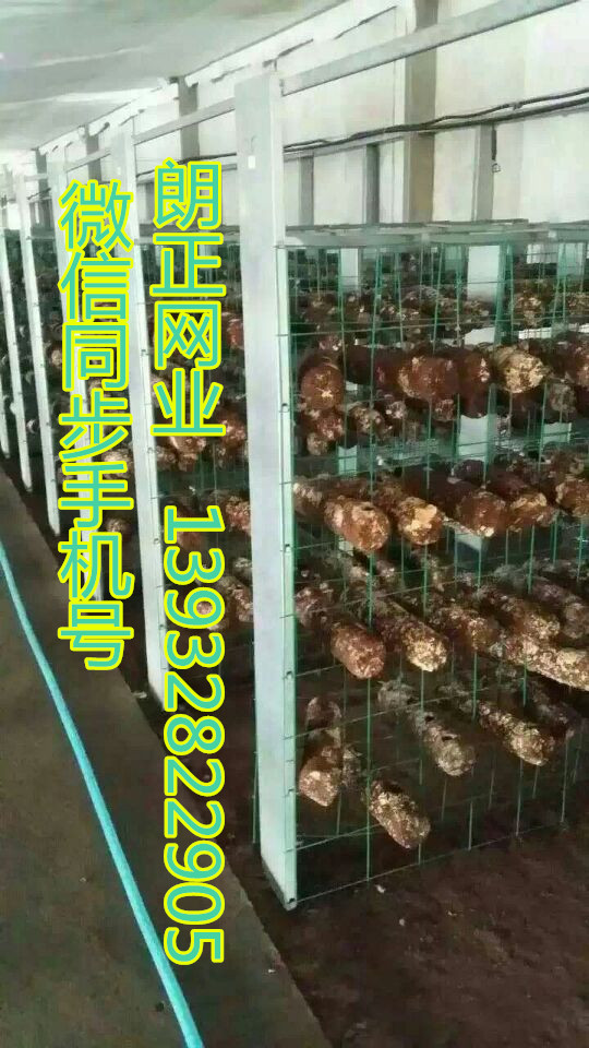 供應(yīng)網(wǎng)格網(wǎng)架 出菇網(wǎng)片 培菌架