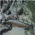 正規(guī)養(yǎng)殖黑魚苗廠家批發(fā)黑魚苗