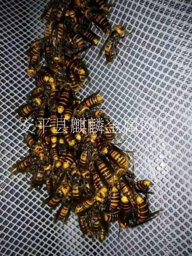 供應塑料平網(wǎng)養(yǎng)殖養(yǎng)殖塑料平網(wǎng)價格 塑料平網(wǎng)/養(yǎng)殖塑料平網(wǎng)價格