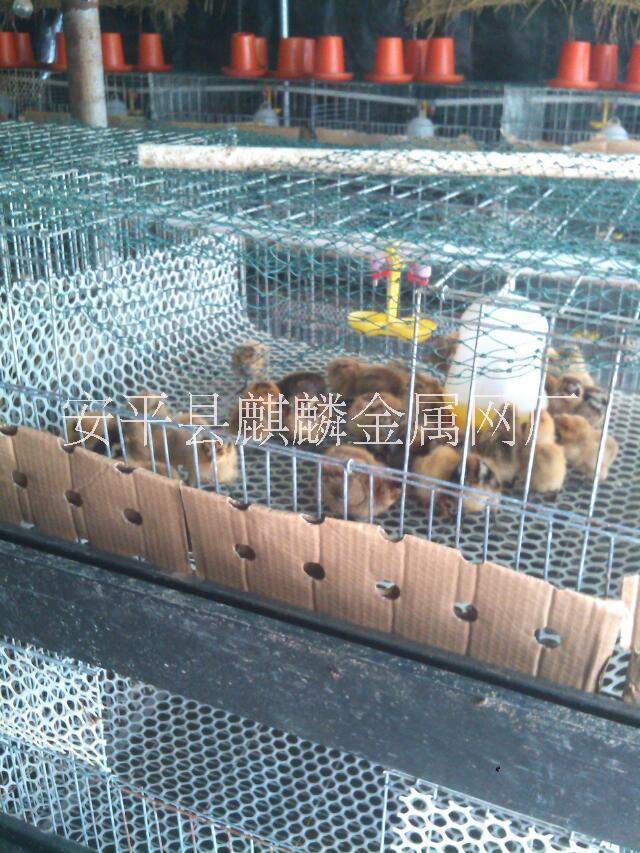 供應(yīng)塑料平網(wǎng)設(shè)備塑料平網(wǎng)養(yǎng)雞網(wǎng)