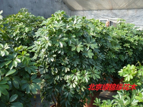 供應(yīng)北京綠植長(zhǎng)短期租賃 北京綠植長(zhǎng)短期租賃、豐臺(tái)花卉綠植