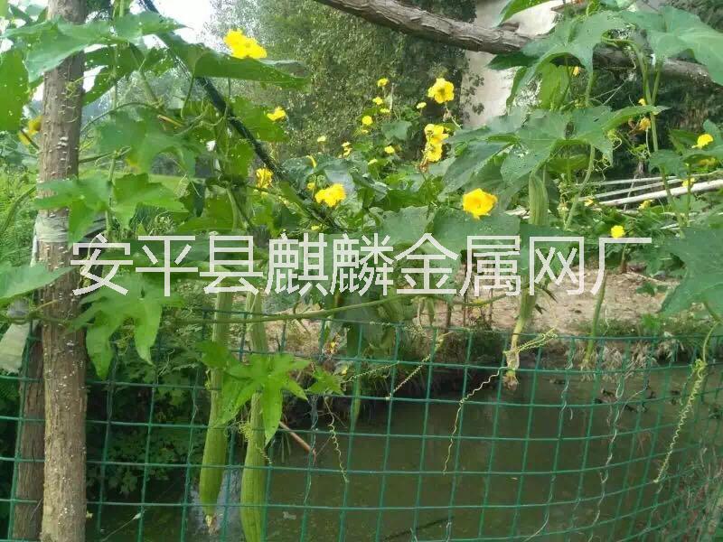 供應(yīng)電鍍鋅電焊網(wǎng)批發(fā)現(xiàn)貨電焊網(wǎng)供應(yīng)