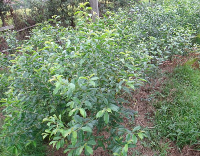 紅果冬青小苗 紅果冬青小苗批發(fā) 紅果冬青小苗價格 1-10公分紅果冬青小苗