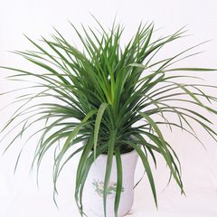 供應(yīng)北京花卉臨時(shí)租賃花卉短期租擺服務(wù)